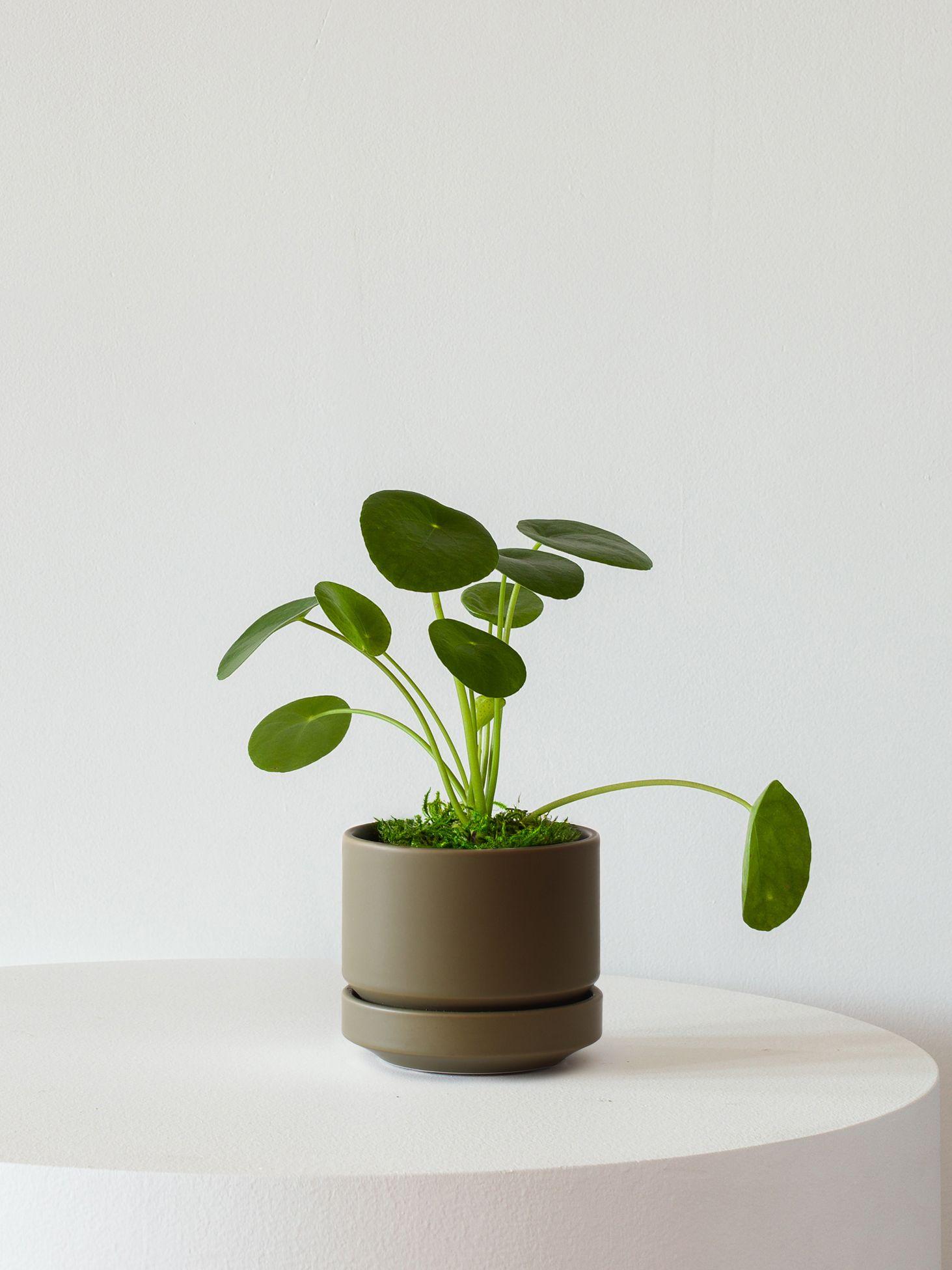 Pilea Peperomioides - Black Ceramic