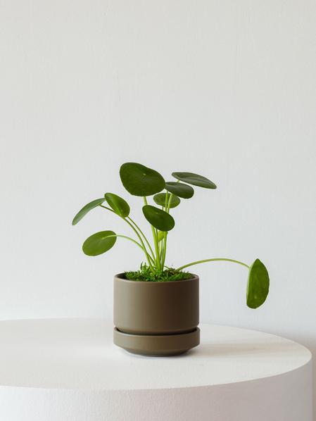 Pilea Peperomioides