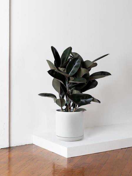 Rubber Tree