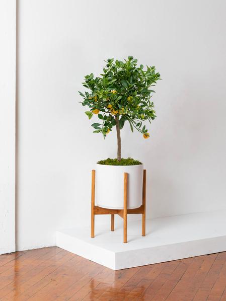 Orange Tree