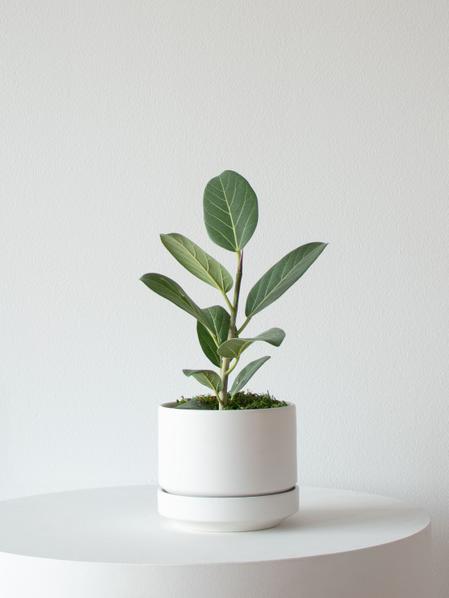 Ficus Audrey Plant