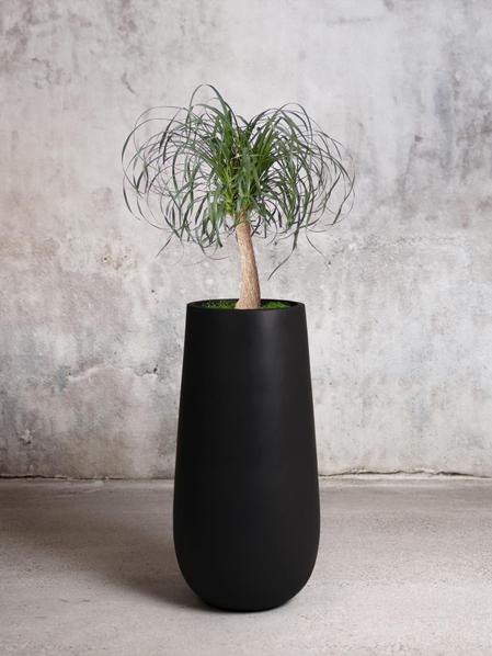 Ponytail Palm