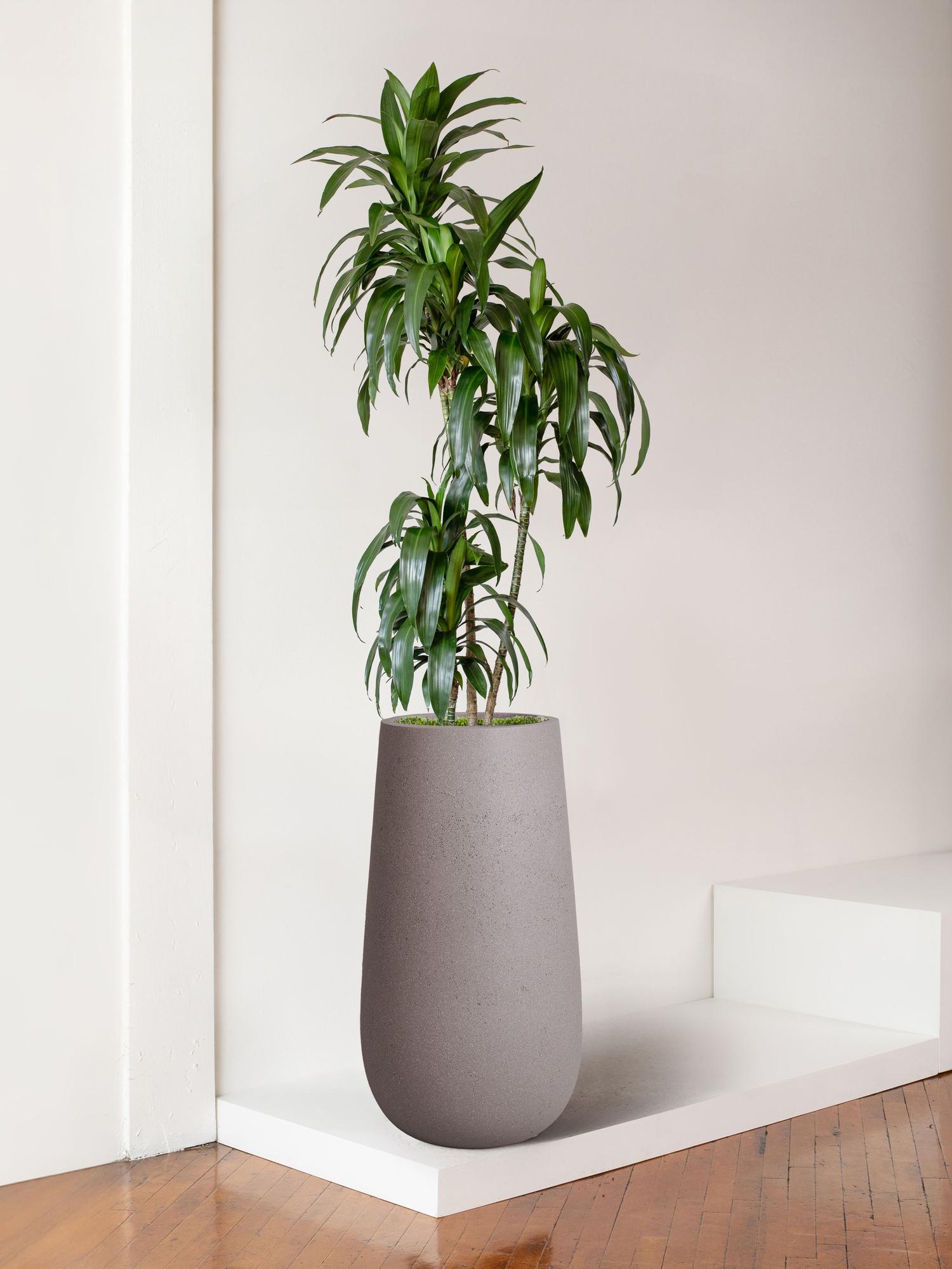 Dracaena Lisa - Black Flute Pot