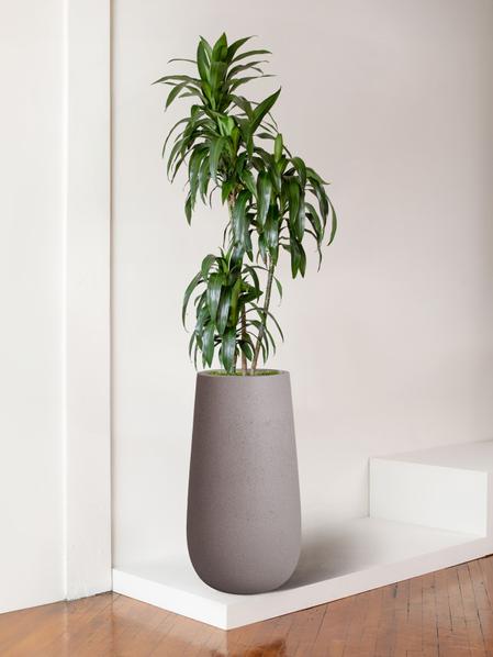 Dracaena Lisa