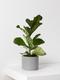 Fiddle Leaf Fig Plant