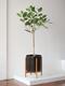 Ficus Audrey Tree