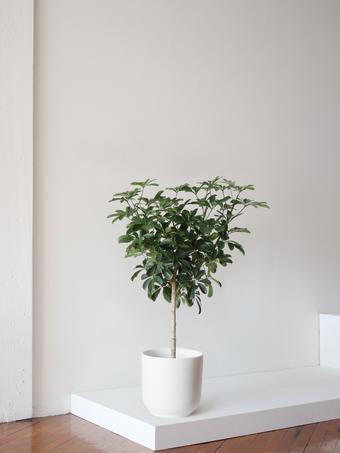 indoor plants picture