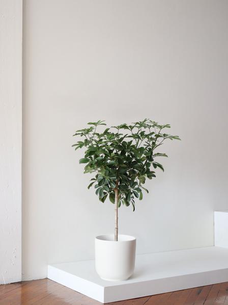 Schefflera Tree - Nouvelle