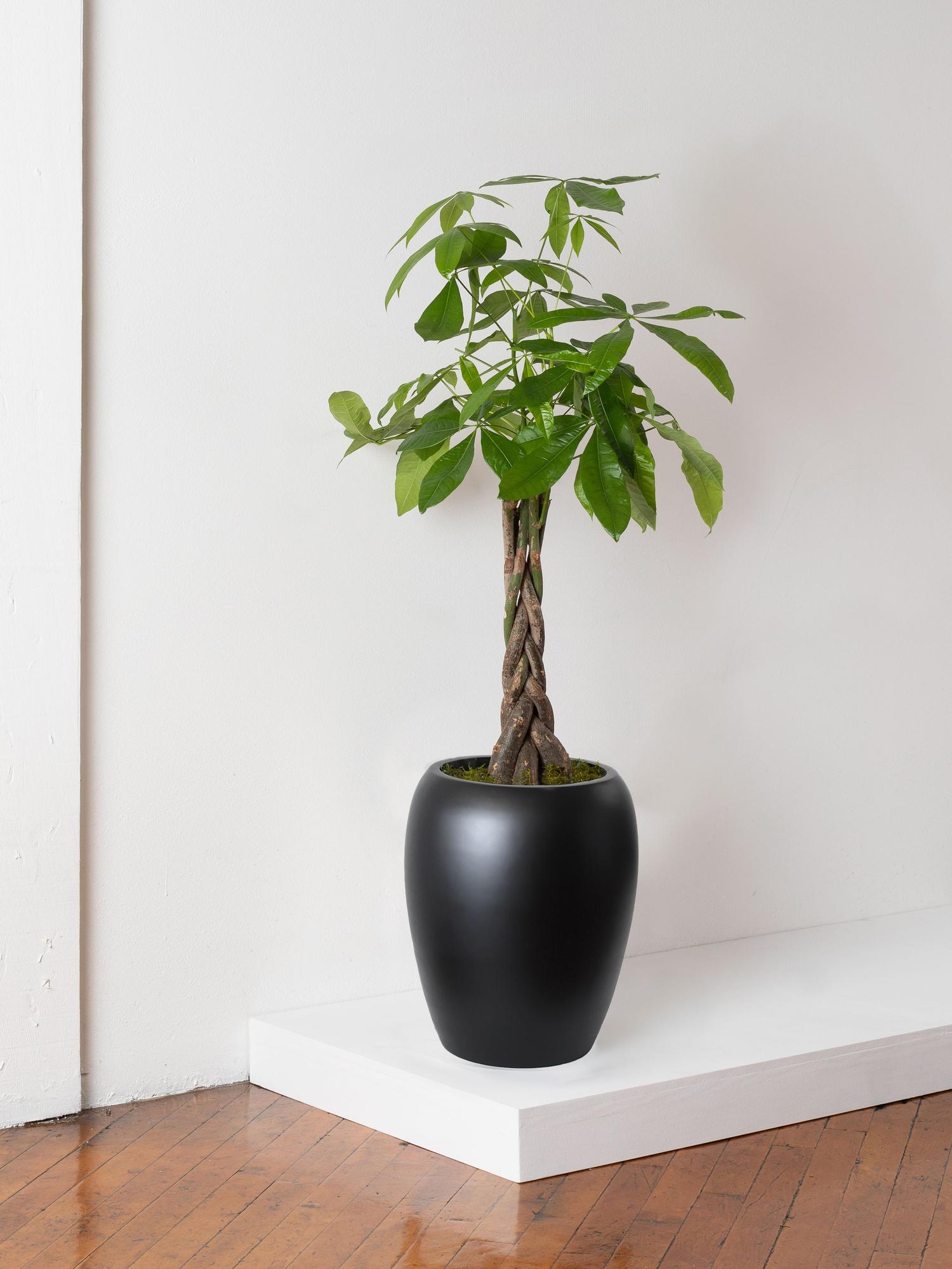 funny planters Funny, Cute and Sarcastic Cute Mini Plant Pots  Peach Tree Design Shop