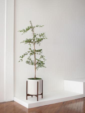 indoor plants picture