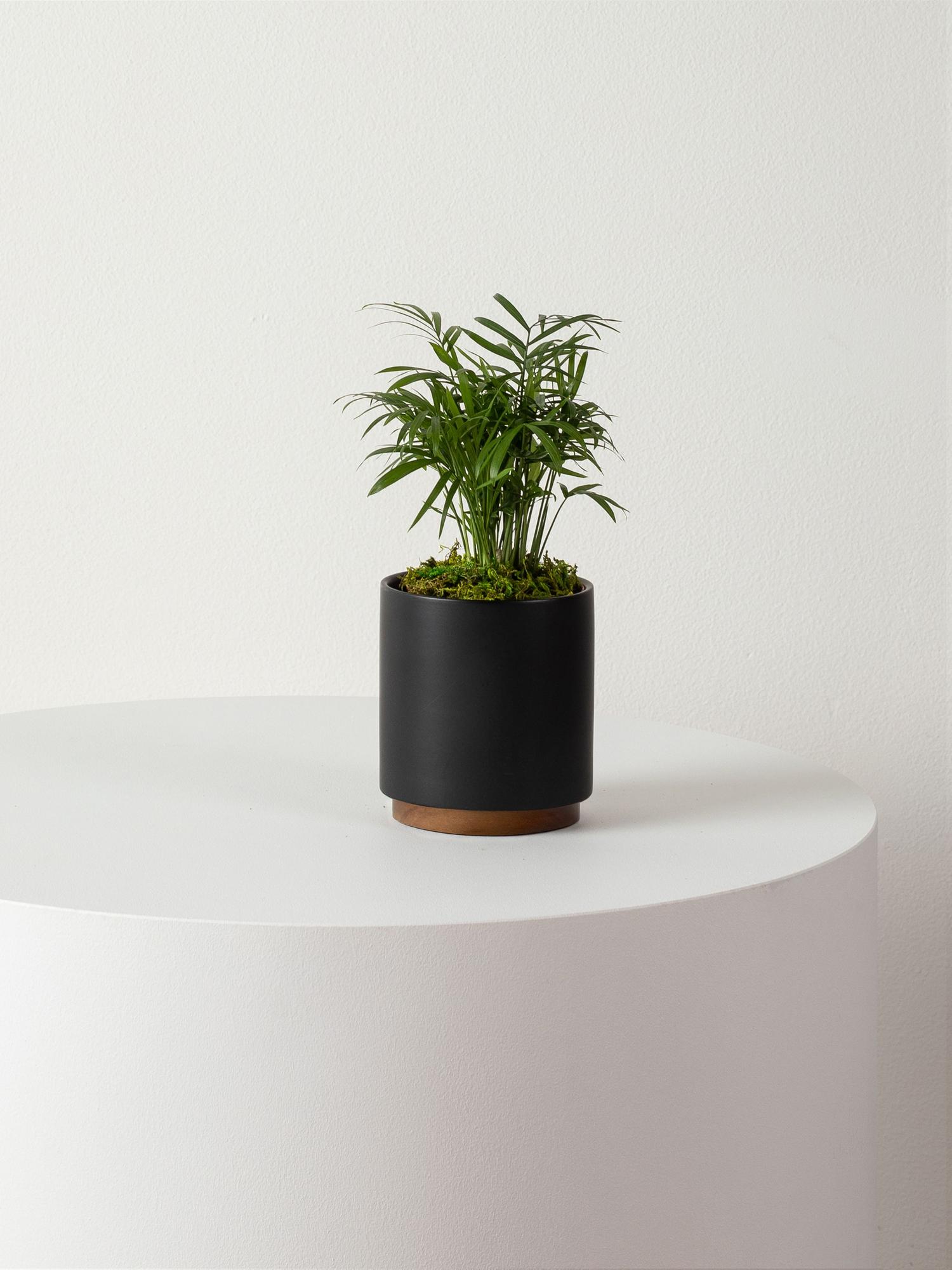 parlor-palm-black-mid-century-