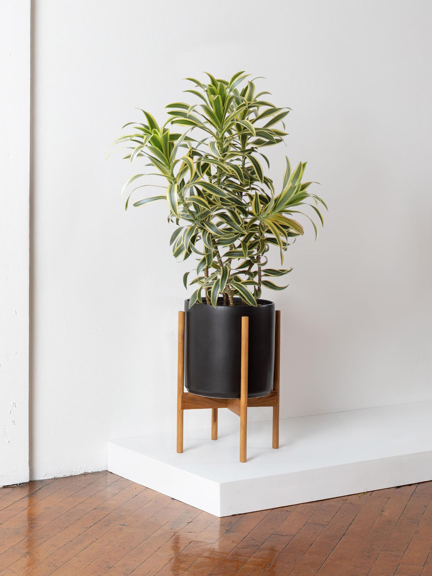 Dracaena Song of India