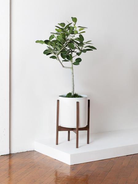 Ficus Audrey Tree