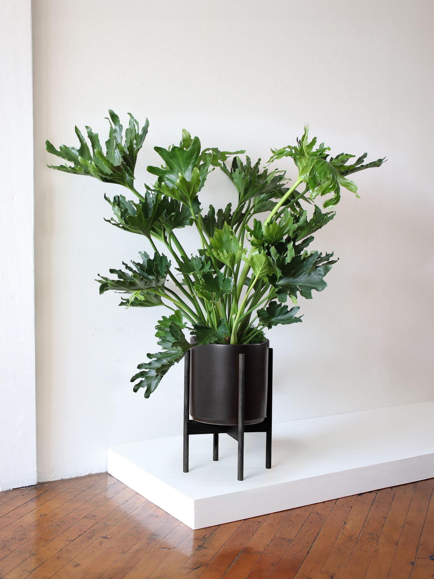 Hope Philodendron