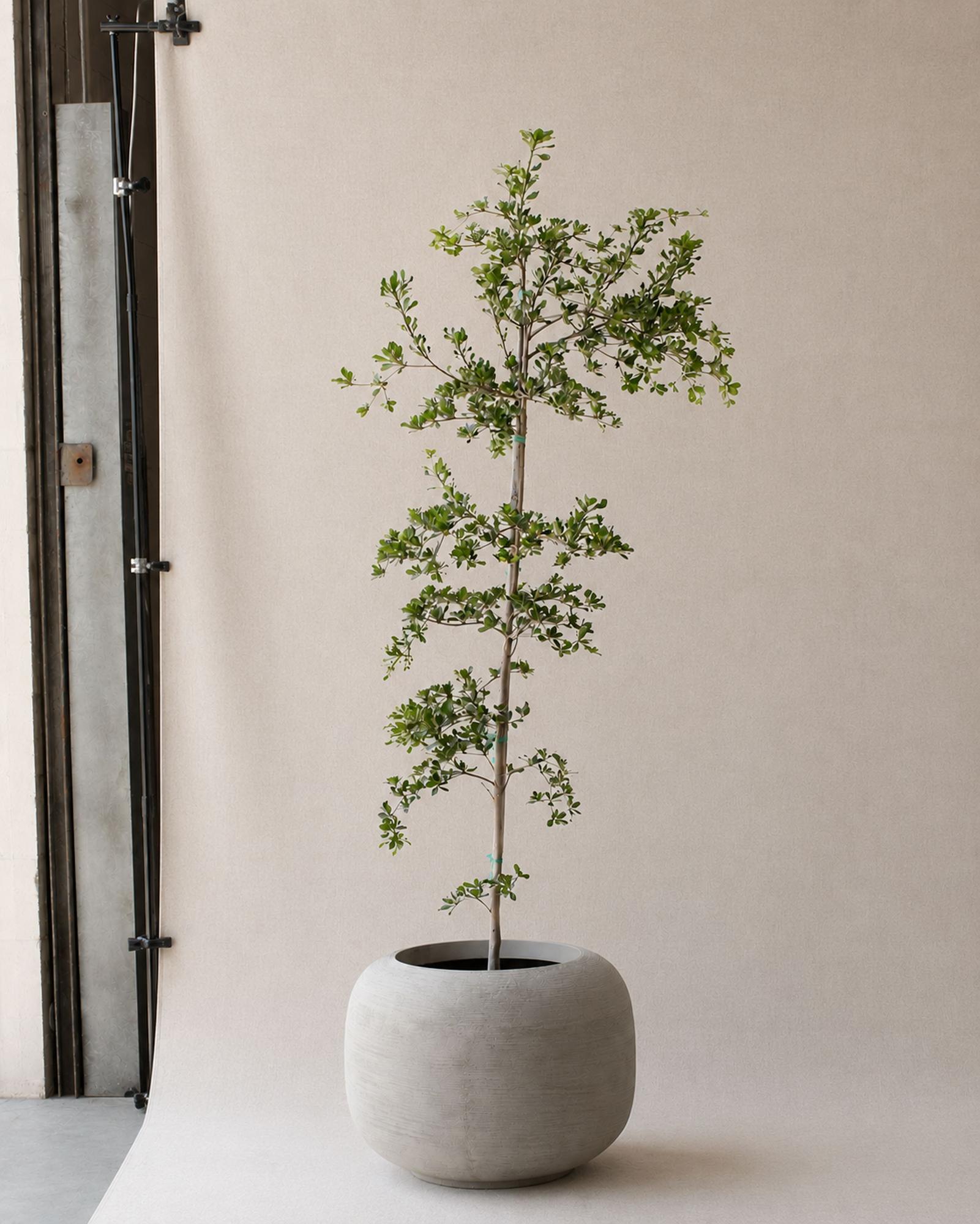 Black Olive Tree