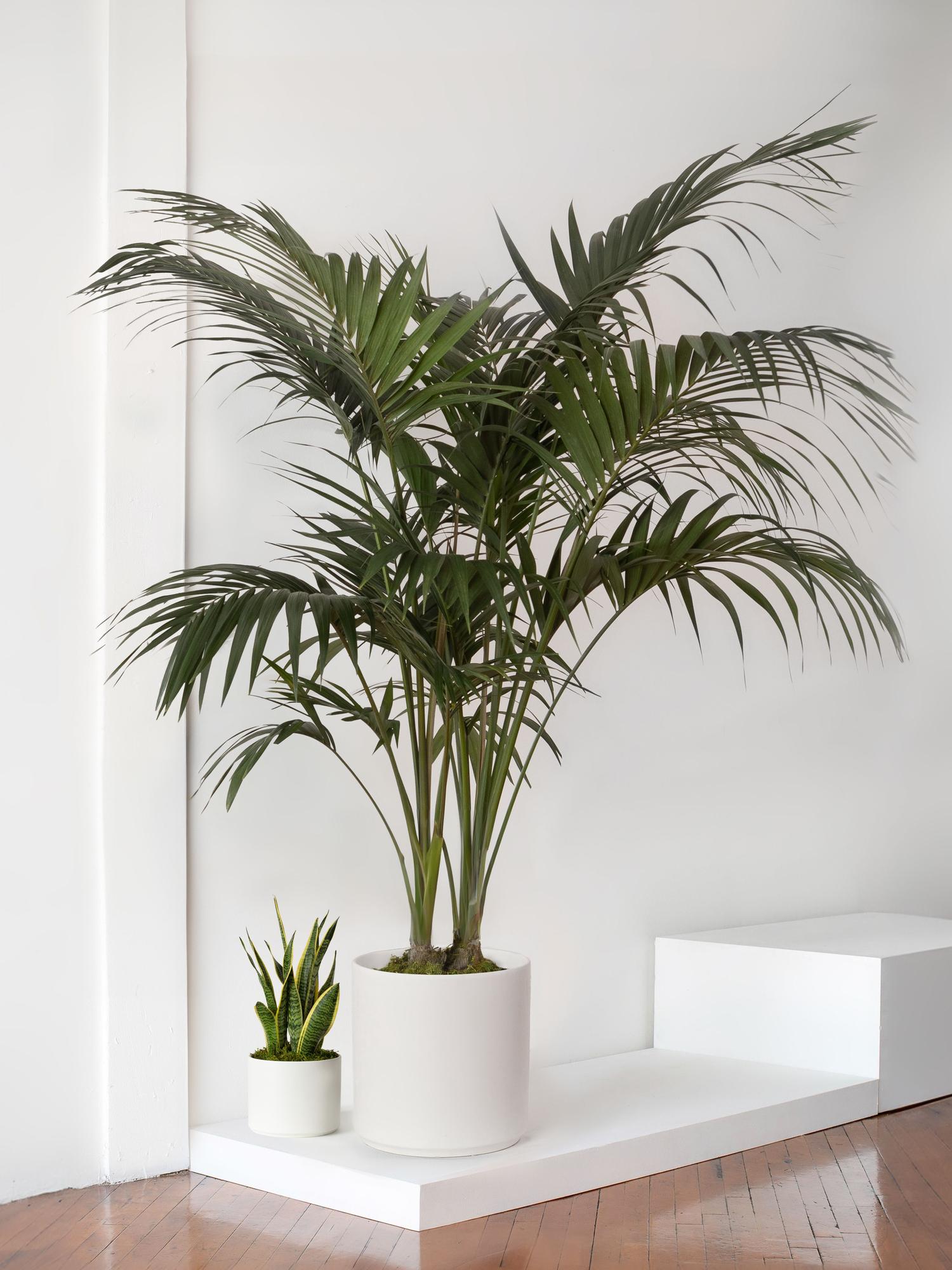 Kentia Palm - Gray Ceramic & Light Stand