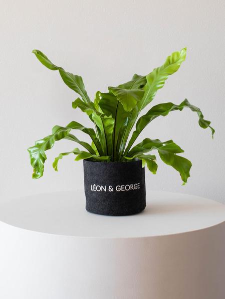 Bird's Nest Fern