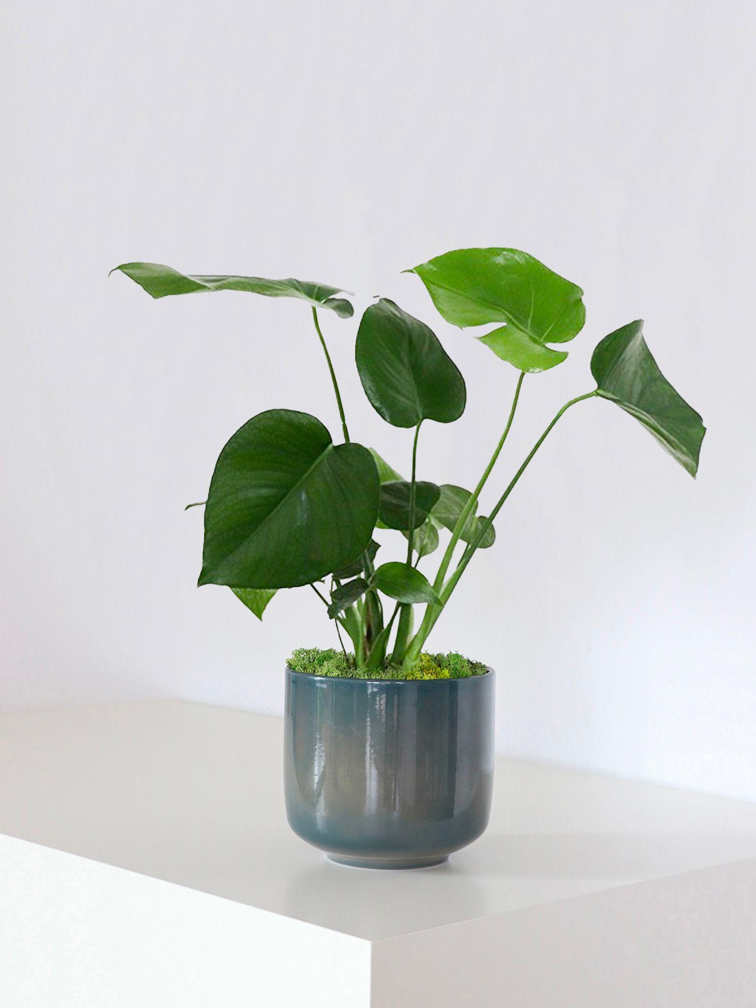 Monstera Deliciosa Medium (60 cm) + Curvy Topf | Lon & George