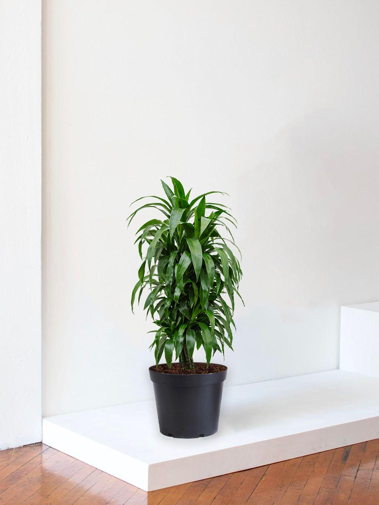 Dracaena Fragrans Janet