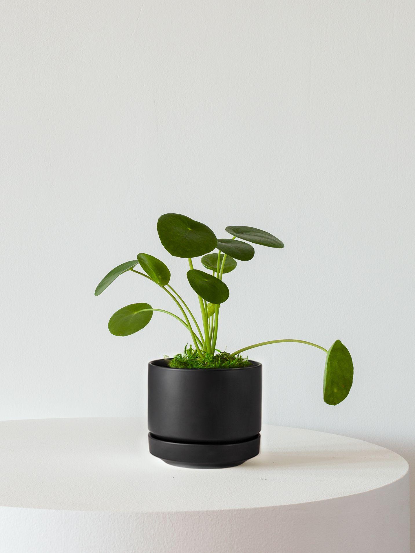 Pilea Peperomioides