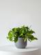 Cascading Pothos