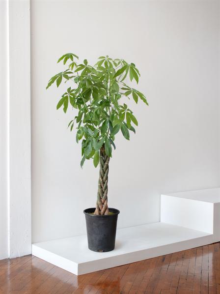 Tall money tree outlet plant