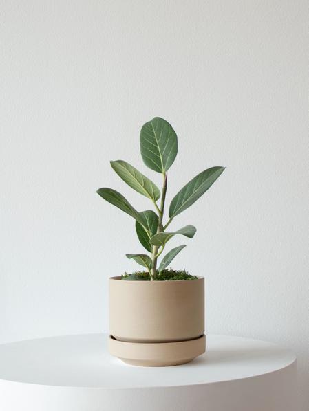 Ficus Audrey Plant