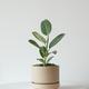 Ficus Audrey