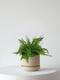 Boston Fern