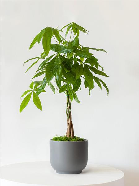 Braided Money Tree