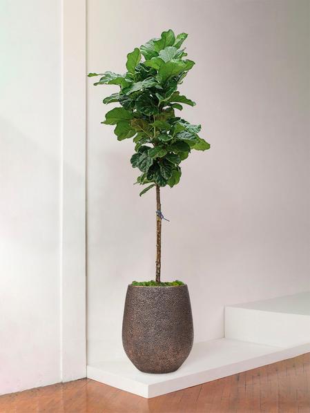Giant Fiddle Leaf Fig Tree