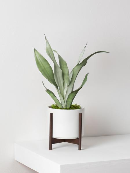 Moonshine Snake Plant