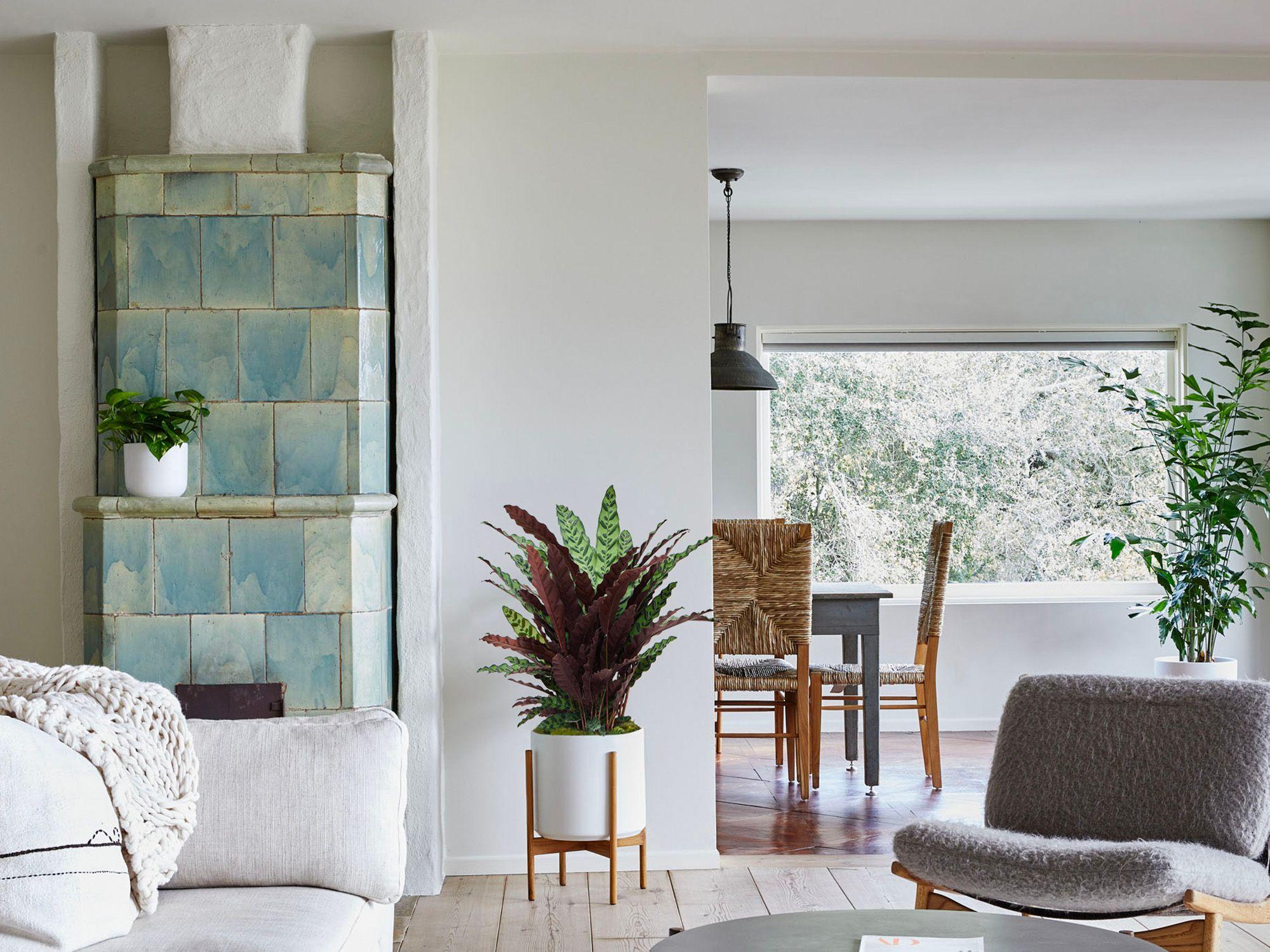 Calathea Paon de Rio