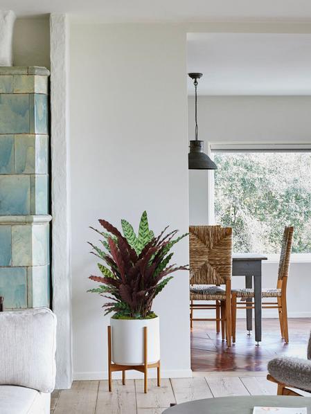 Calathea Paon de Rio