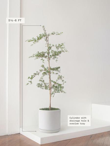 Black Olive Tree
