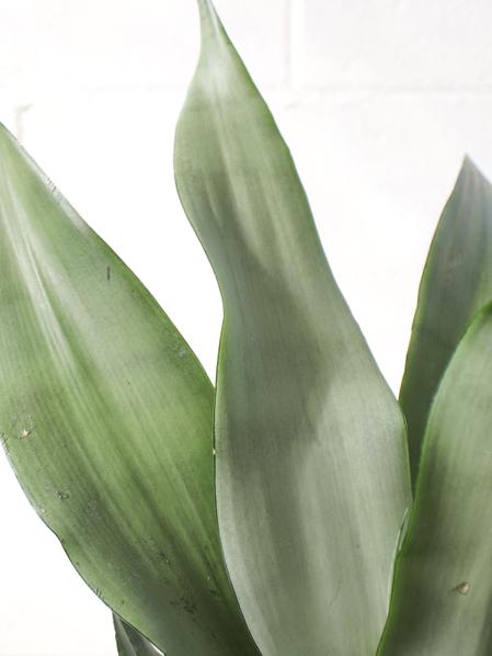 Moonshine Snake Plant