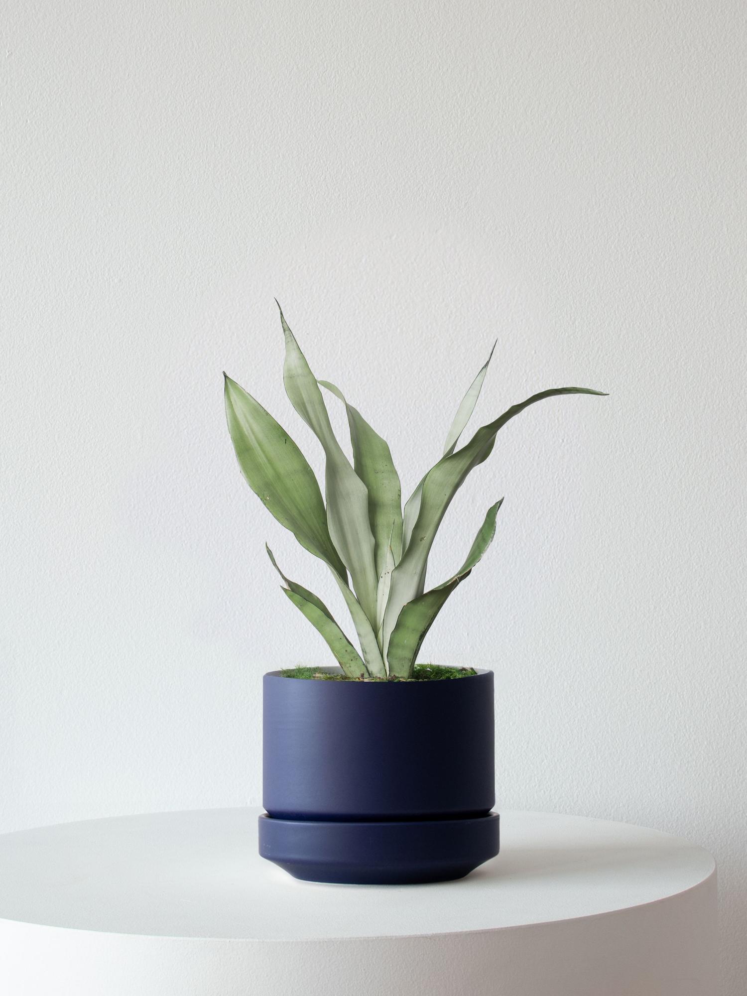 Moonshine Snake Plant