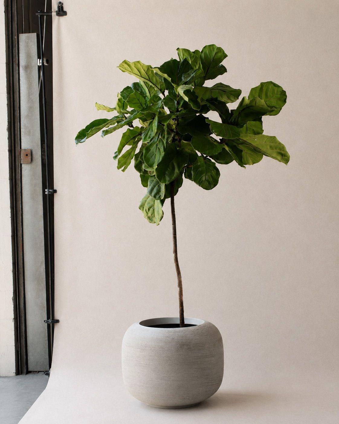 Fiddle Leaf Fig Tree