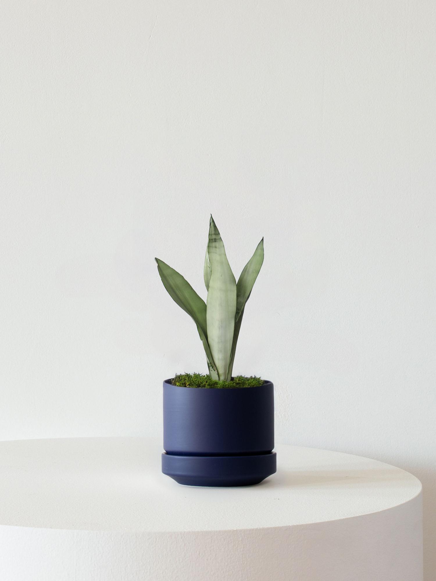 Moonshine Snake Plant