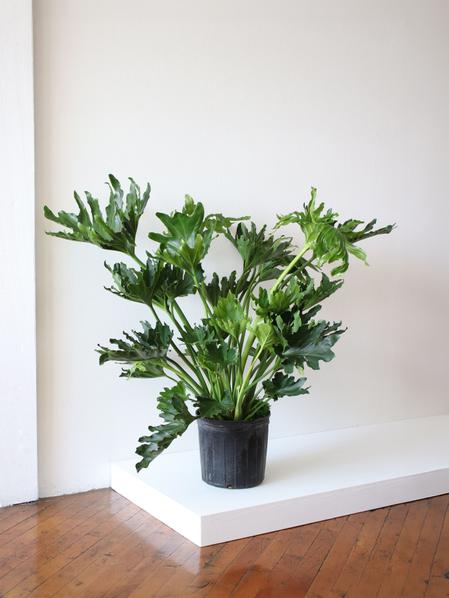 Hope Philodendron