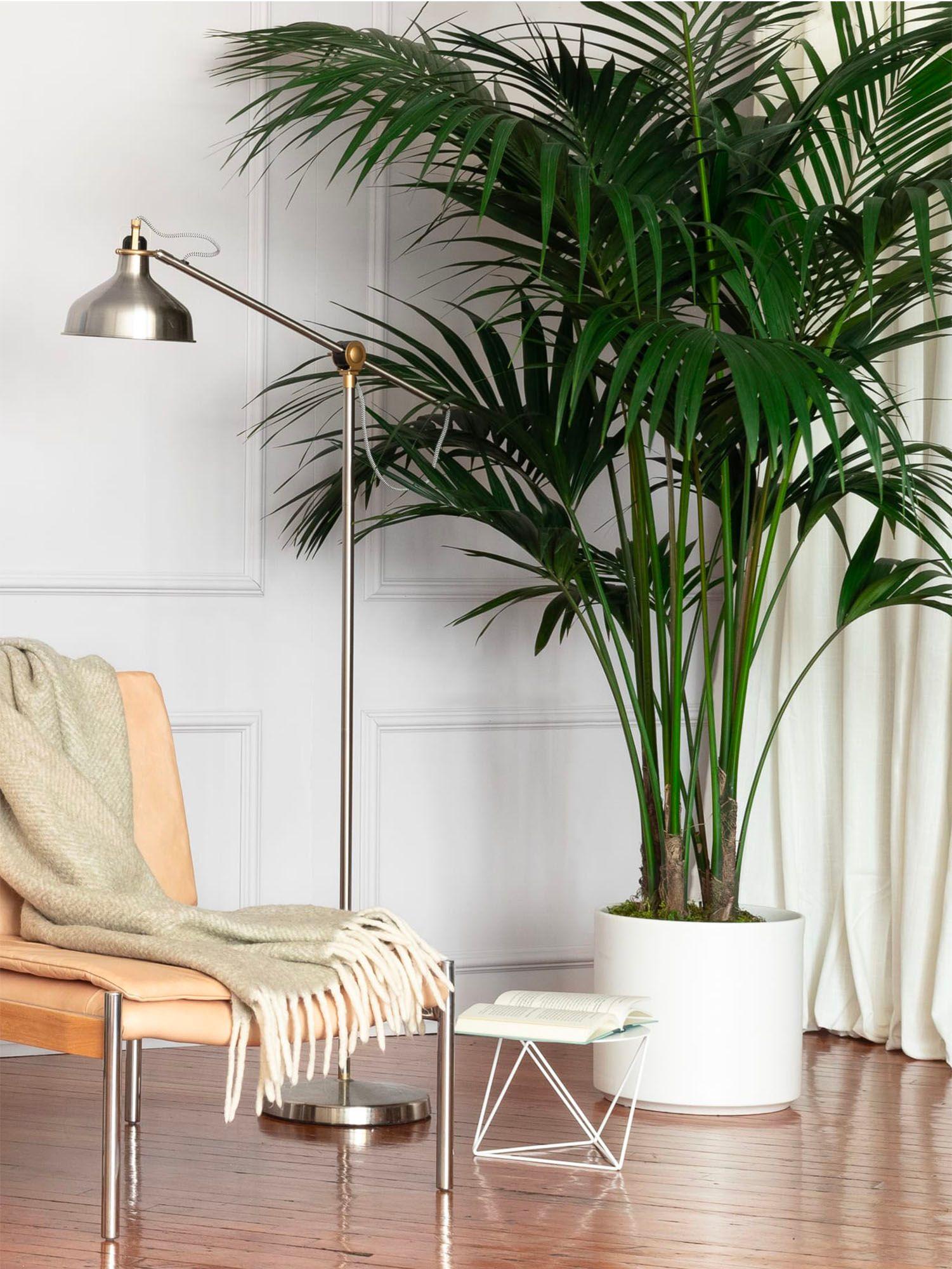 Vous souhaitez décorer votre salon avec une plante d'intérieur ? Le salon est généralement la pièce la plus lumineuse. Découvrez notre sélection de plantes vertes en pot qui apporteront un effet jungle.