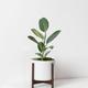 Ficus Audrey