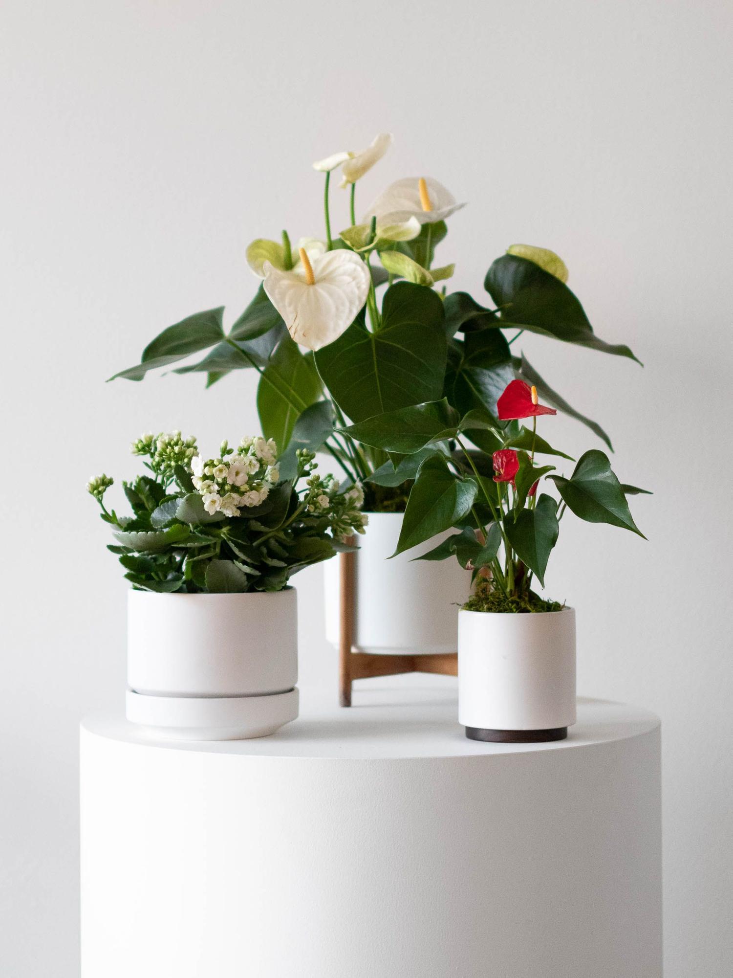 Snowdrop Calandiva - Medium