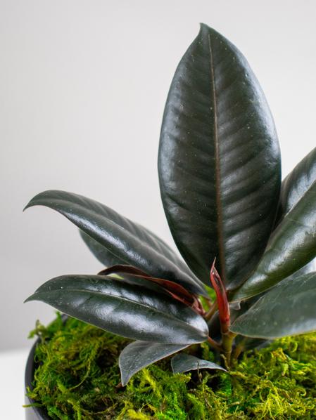 Rubber Plant