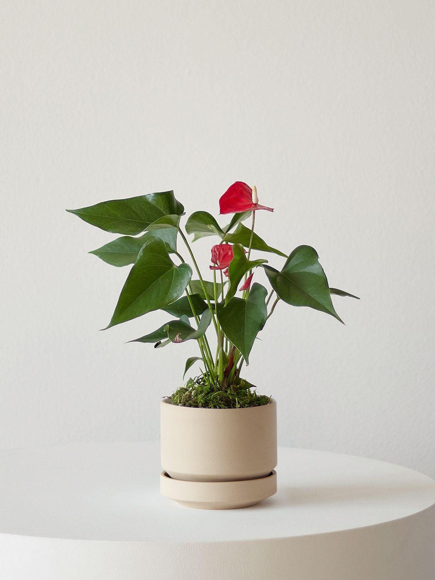 Anthurium - King of Hearts - White Ceramic