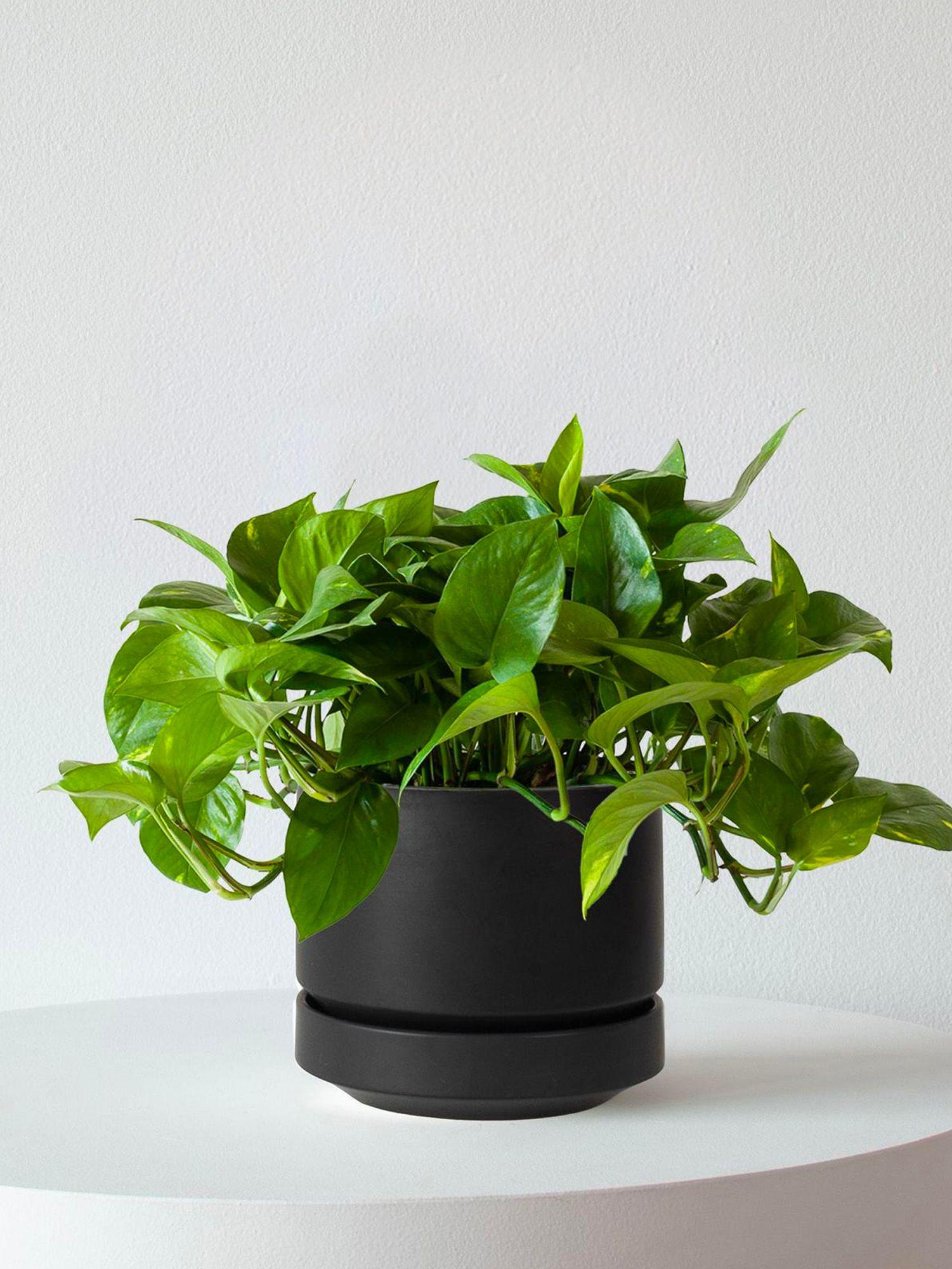 Scandinavian - Le 20