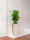Ficus Lyrata Buisson