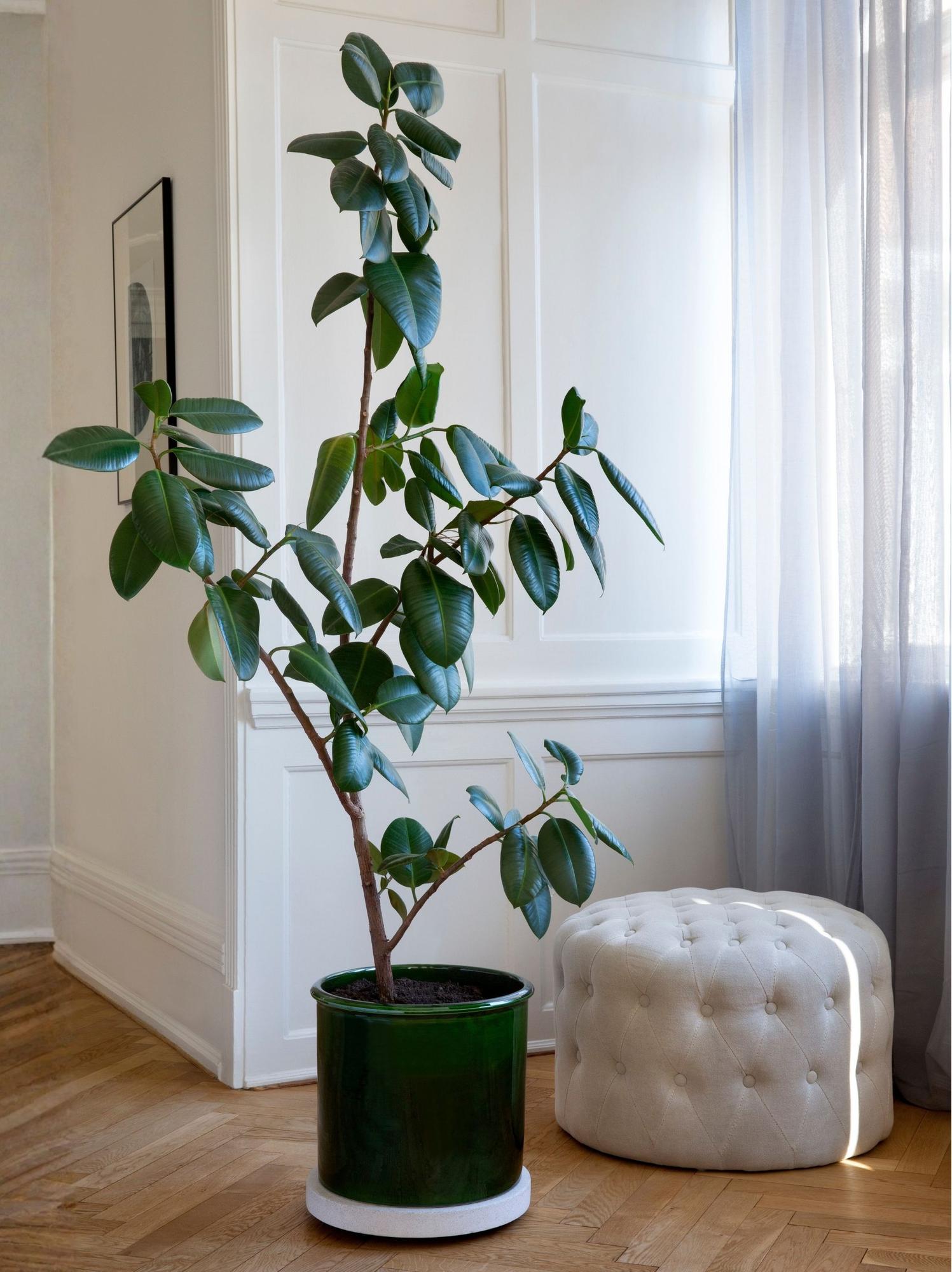 Rolling Plant Stand