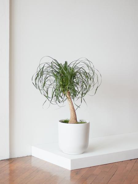 Ponytail Palm - Nouvelle Ceramic