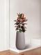 Ruby Rubber Tree